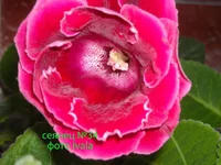 DSCN0674 сеянец 34.webp