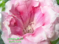DSCN0701 сеянец № 26.webp