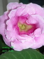 DSCN0796 сеянец 48.webp