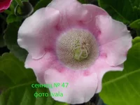 DSCN0665 сеянец47.webp