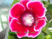 DSCN0670 сеянец12.webp