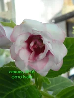 DSCN0690 сеянец 16.webp