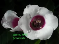 DSCN0697 сеянец 15.webp