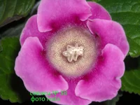 DSCN0729 сеянец 38.webp