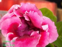 DSCN0782 сеянец 30.webp