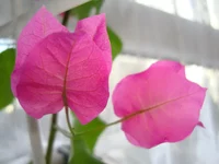DSC03313.webp