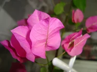 DSC03334.webp