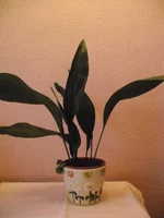 1 (9).webp
