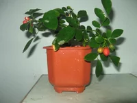 IMG_0093.webp