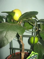 IMG_0094.webp