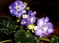 -Гроза.webp
