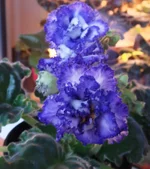 DSC04162.webp