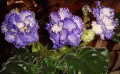 DSC04094.webp