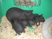 DSCN6177.webp