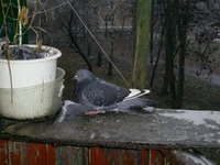 PIC_0160.webp
