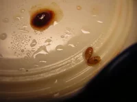 DSCN9710.webp