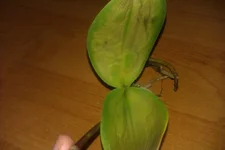IMAG0038.webp