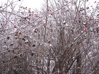 IMG_7909.jpg