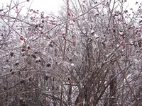 IMG_7909.webp