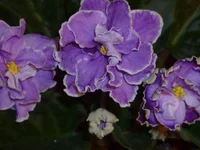 P1020721.webp