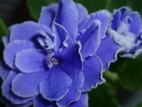 P1020754.webp