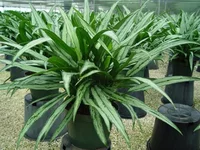 Aglaonema Cutlass.webp