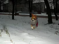 SL371523.webp