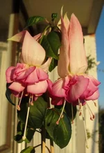 SDC19926-1.webp