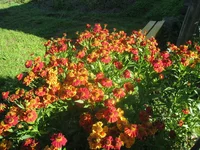 .webp