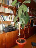 DSCN0189.jpg