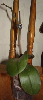 P1010044.jpg