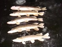 DSC07345.JPG