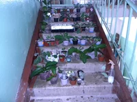 DSCN5409.webp