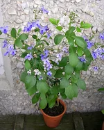  угандийский куст.webp