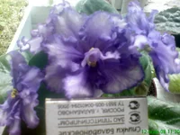  ф и спич..webp