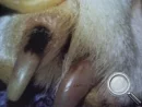 Atopicheski-dermatit-Korichnevoe-prokrashivanie_130x98_99cf734a4fa3d2a8493d0b4972addf86.jpg