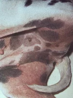 Atopicheski_dermatit_Korichnevoe_prokrashivanie4.jpg