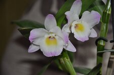 DSC_8734.JPG