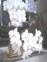 IMG_20121224_151947.webp