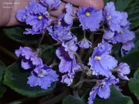 P1020873.webp