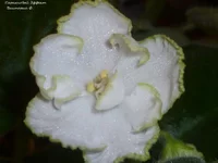 P1020840.webp