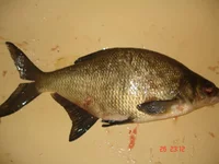 DSC05878.jpg