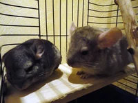 DSC01376.webp