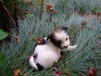 Dog 300710 .webp