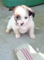 Dog 280710 .webp