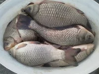 29122012168.webp
