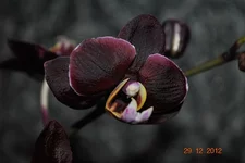 DSC_0128.jpg
