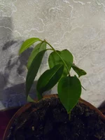 SAM_2134.webp