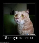 693924_ya-nihuya-ne-ponyal.webp