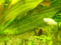 ЧЕРНЕЮТ (1).webp